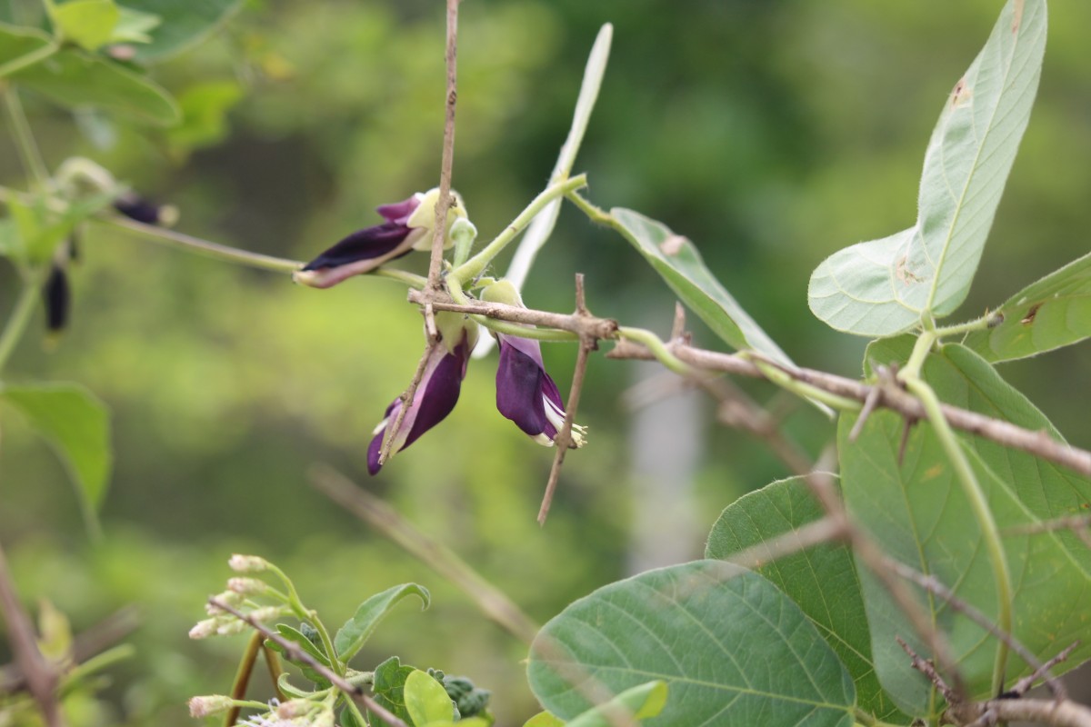 Mucuna pruriens var. pruriens (L.) DC.